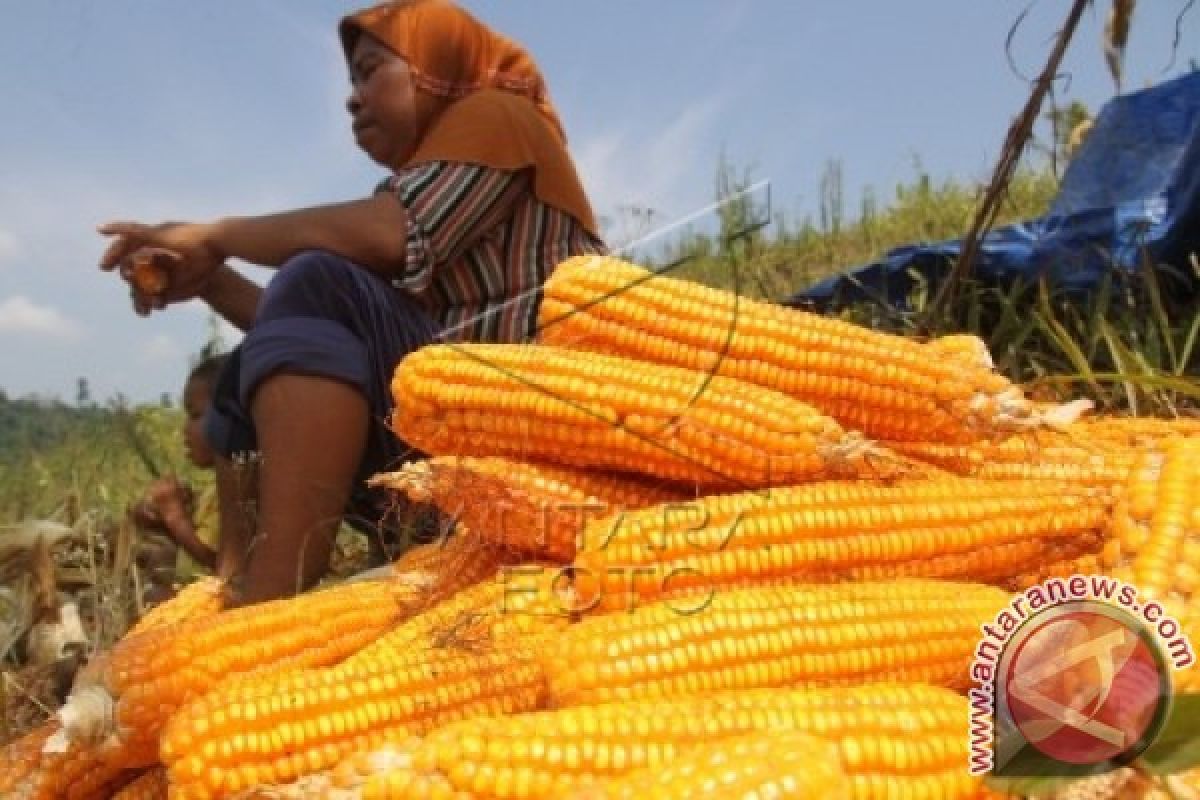 Produksi jagung Langkat 169.170 ton