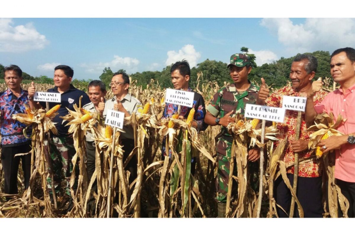 Desa Bange bertekad jadi sentra jagung Bengkayang