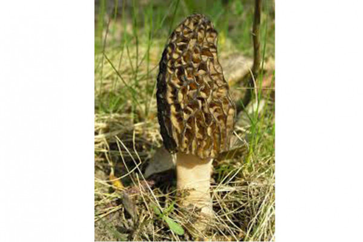 "Morel" jamur langka yang tumbuh di Gunung Rinjani