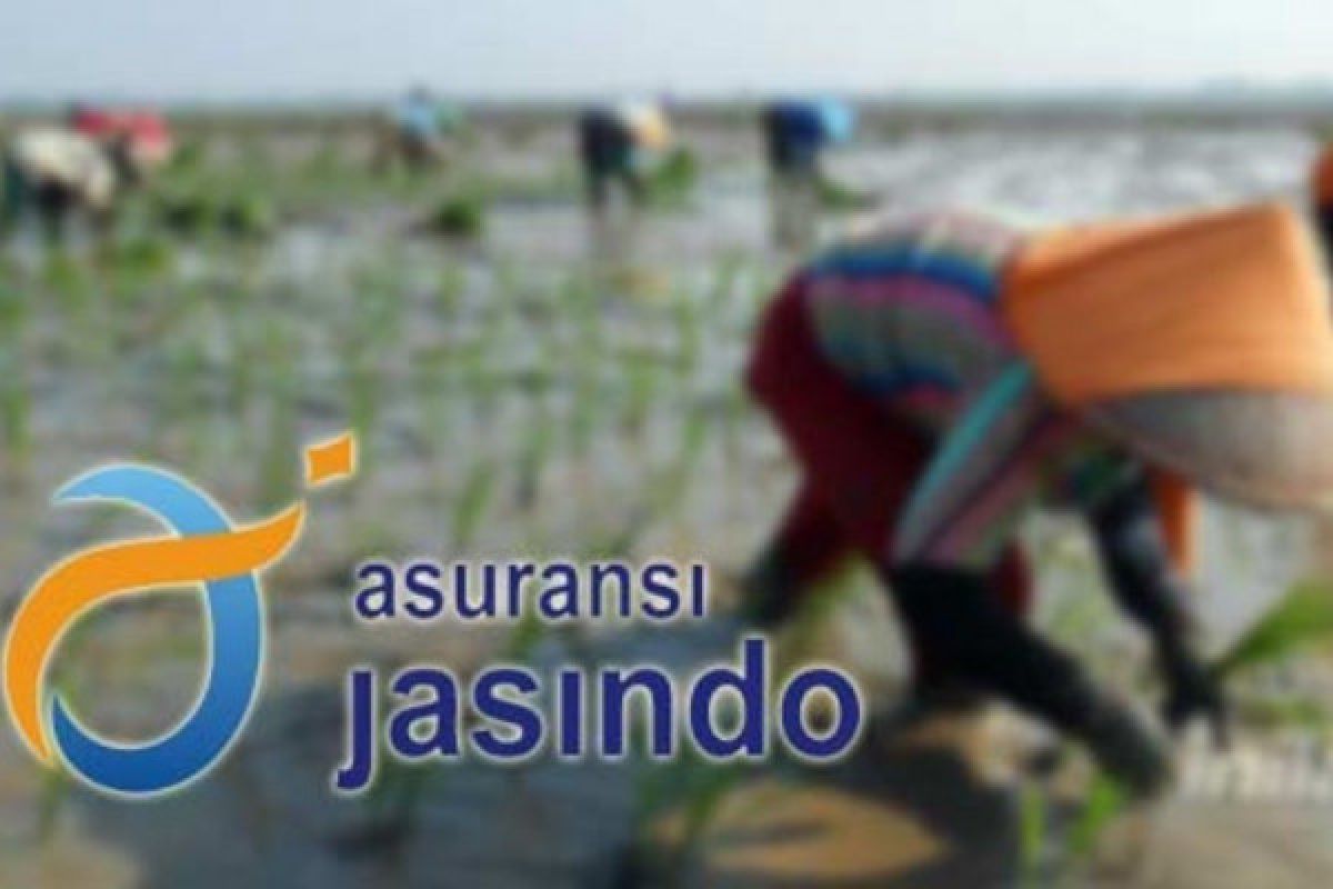 Sawah gagal panen seluas 295 hektare diklaimkan ke Jasindo
