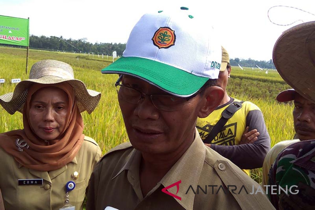 Banjir di Cilacap tak akibatkan puso