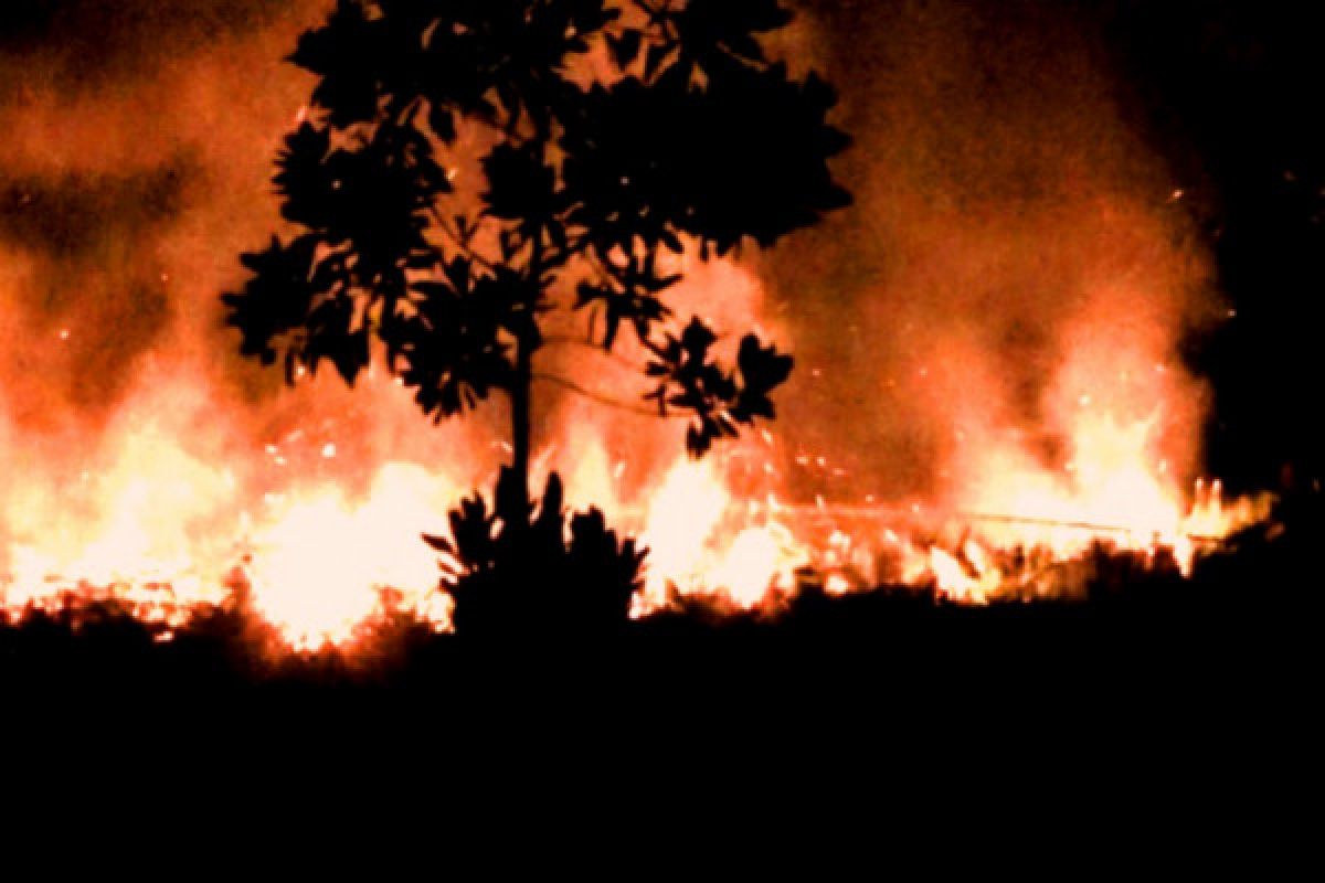 482 hektare lahan di Kalteng terbakar