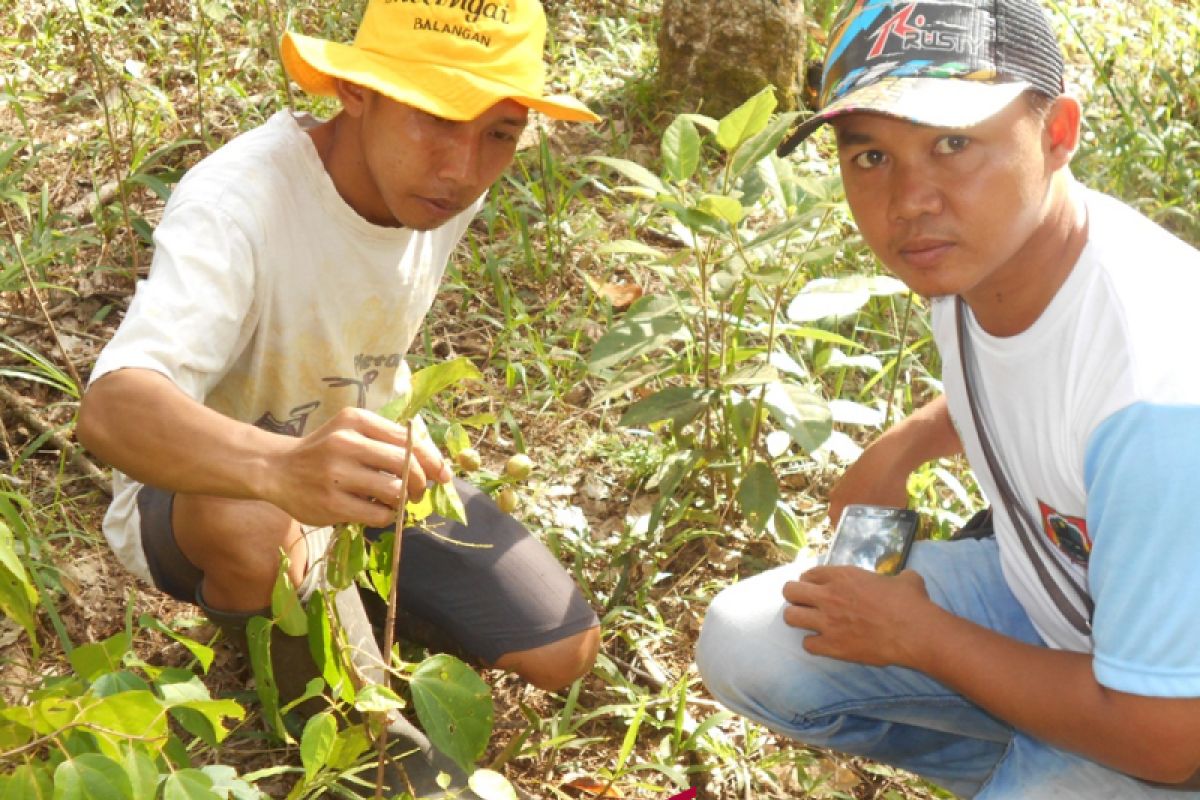 FKH Balangan Ingin Miliki Kebun Tanaman Obat