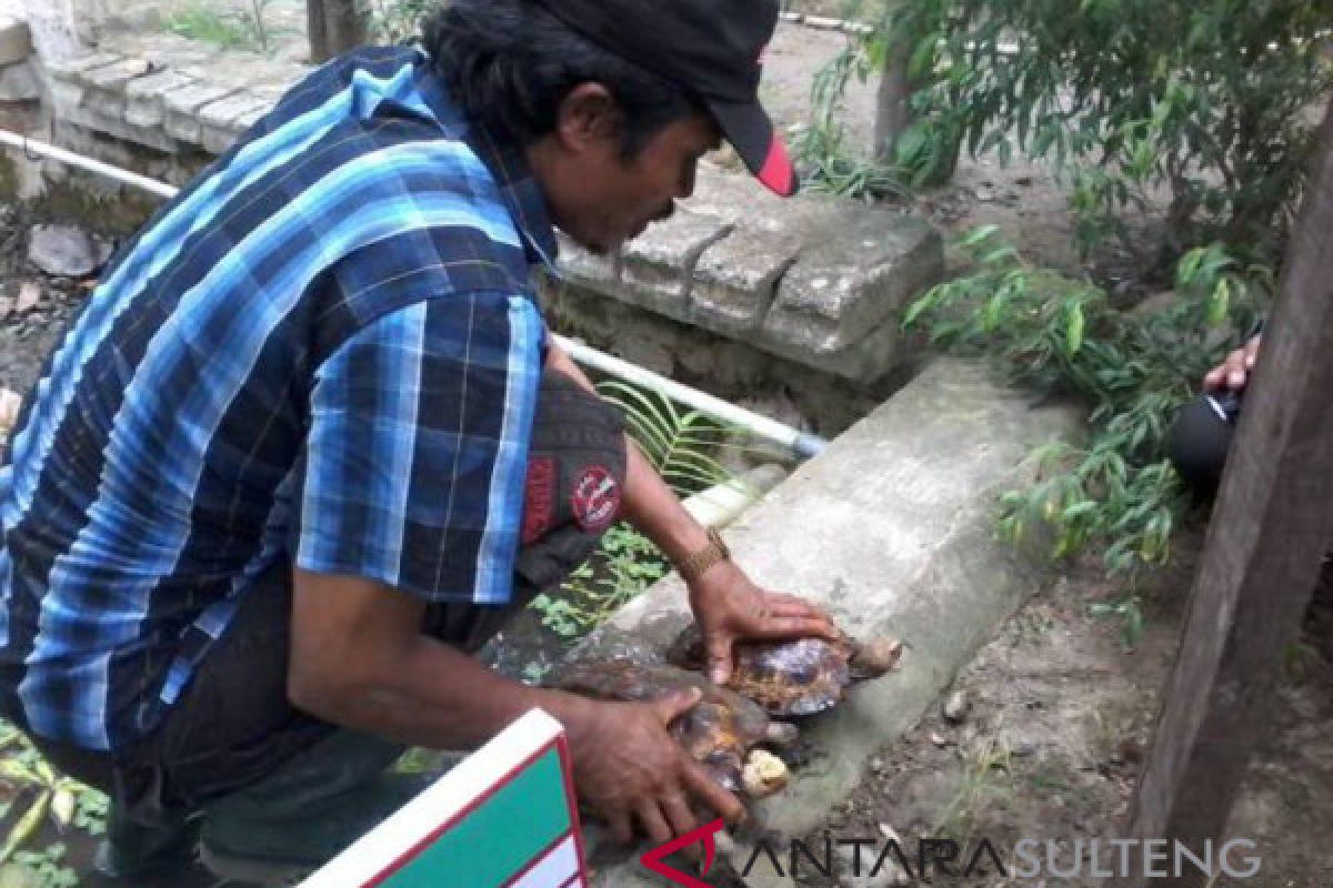 UD Lestari Sigi kembangkan peternakan kura kura