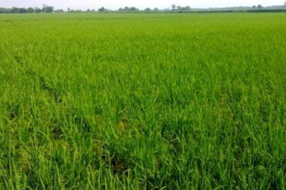 HKTI Asks Banjarmasin Preserves Remaining Farmland