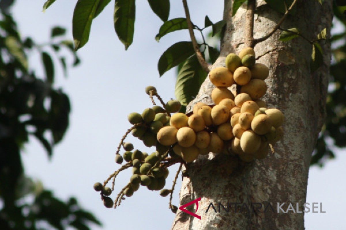 Petani  Tabalong Belajar Cara Pembudidayaan Buah