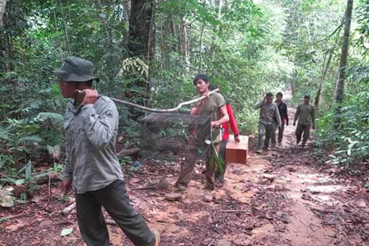 Ular Sanca dan Musang Luwak dilepasliarkan  di Cagar Alam Pararawen