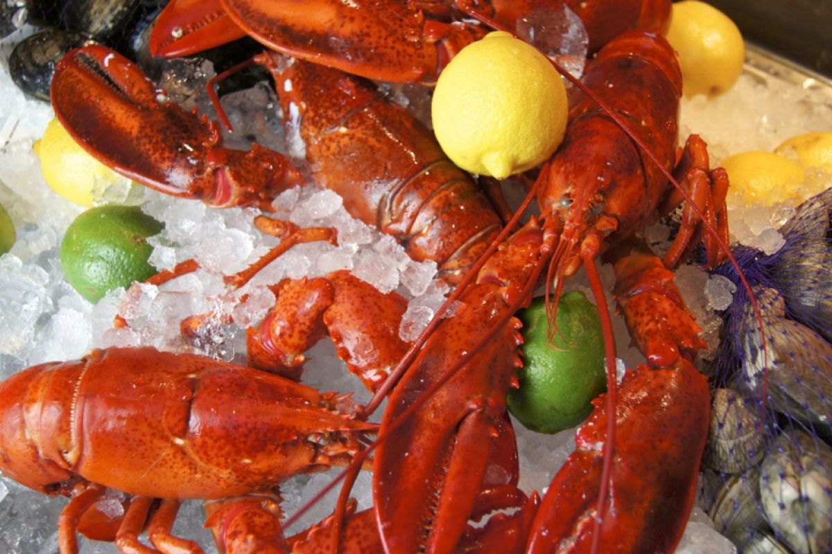 Tiongkok Tinggi Pembelian Lobster Sulut