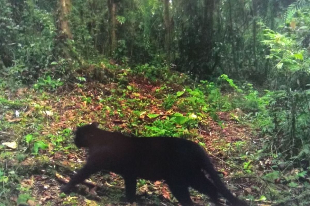 Kamera Trap TNBTS Memotret Macan Tutul Hitam Jawa di Gunung Semeru