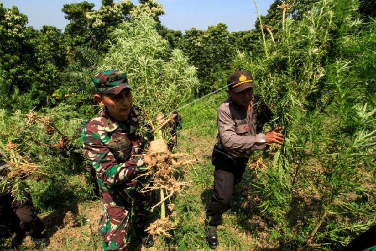 Babinsa Kodim Aceh utara temukan kebun ganja