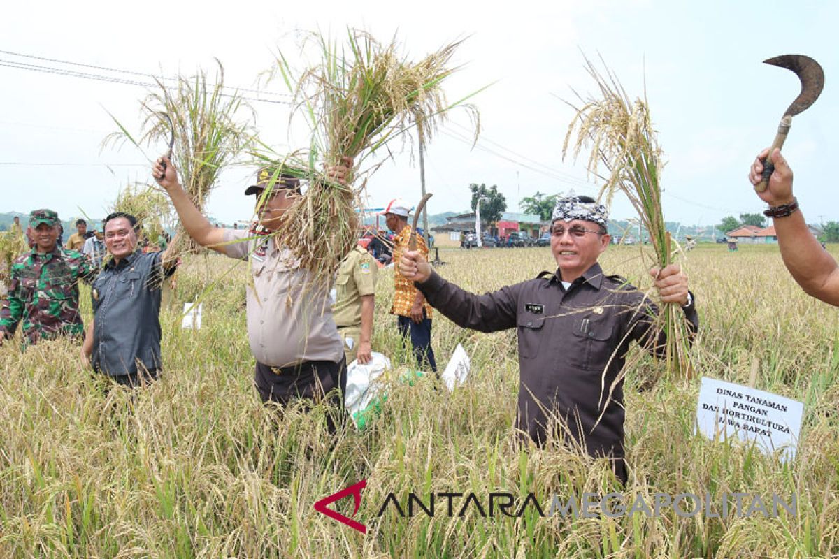 Pemkab Bekasi bersama petani menggelar panen raya