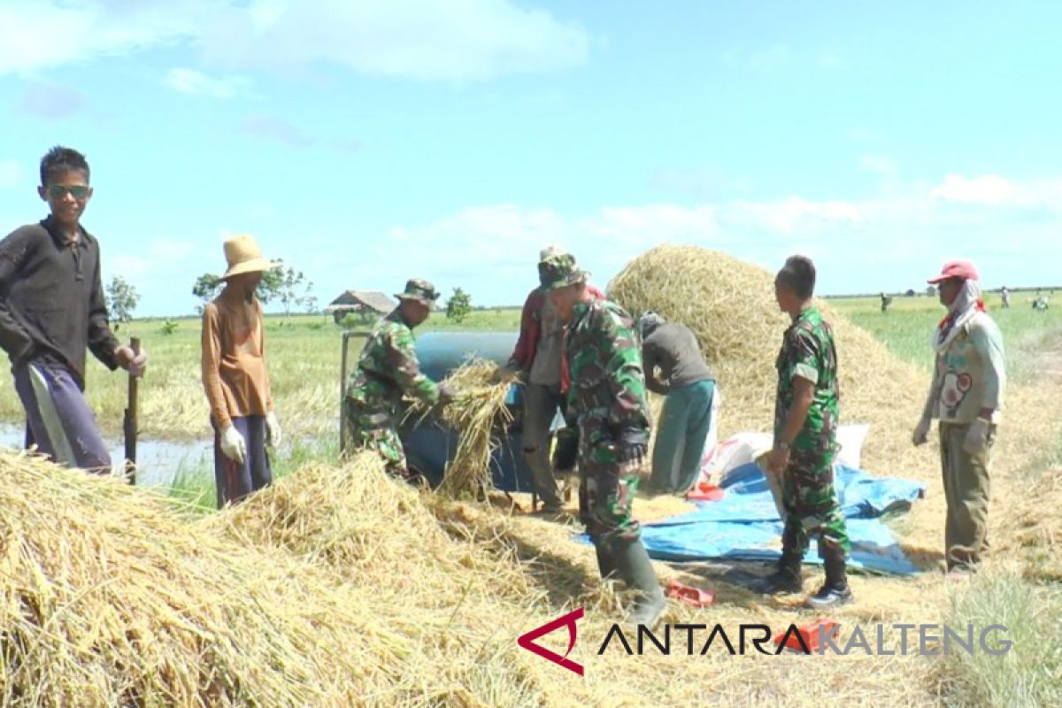 Petani Kotim kembangkan jagung di sawah usai panen