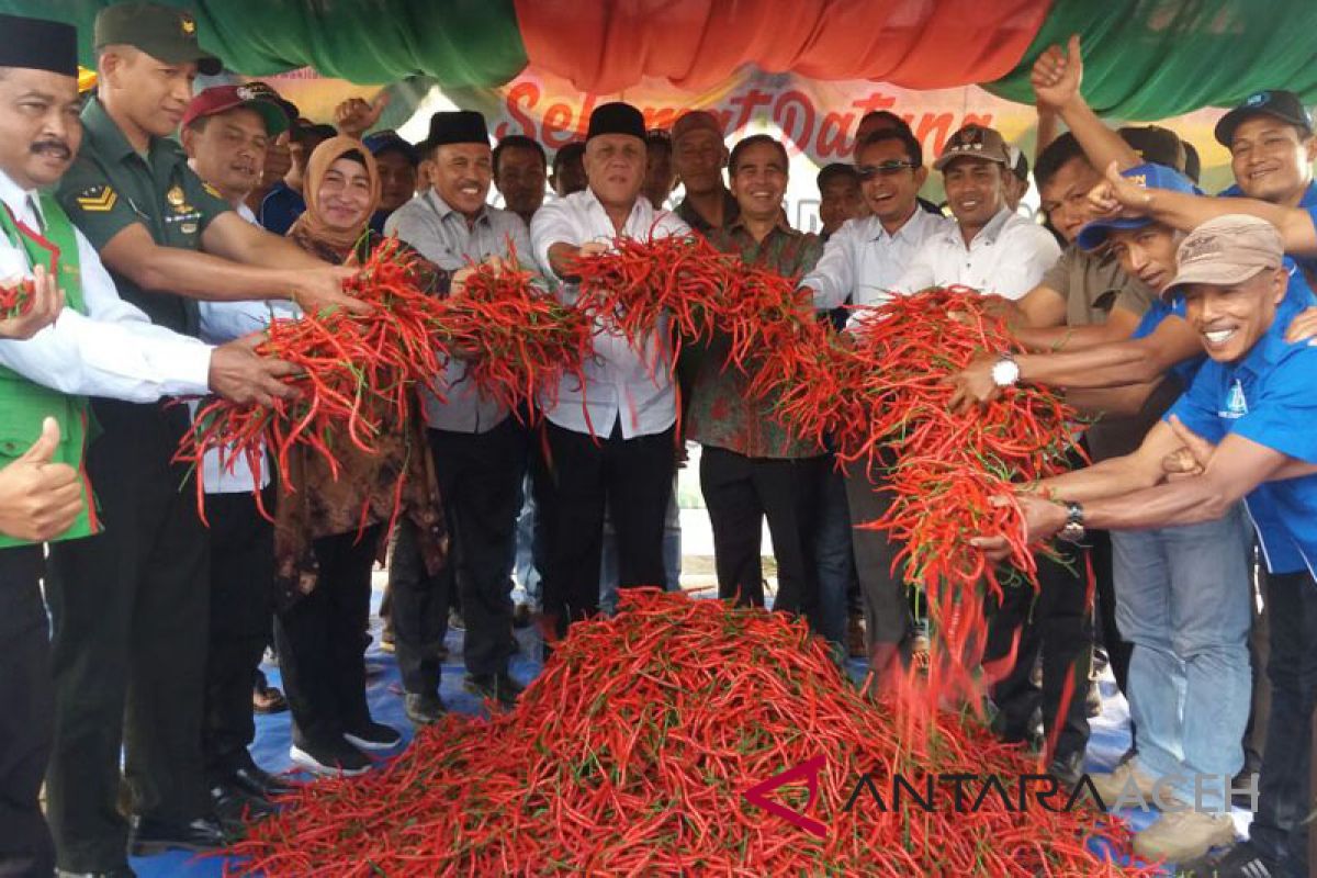 Kelompok tani binaan BI panen raya cabai