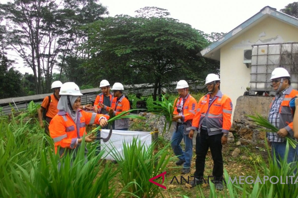 IPB-Holcim panen rumput gajah di lahan bekas tambang