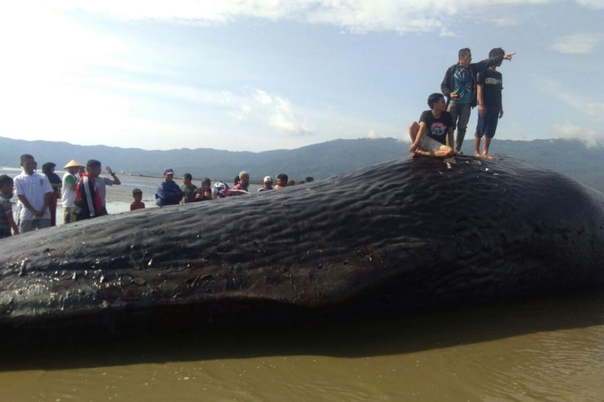 Ikan paus 16,5 meter terdampar di Pantai Bombana