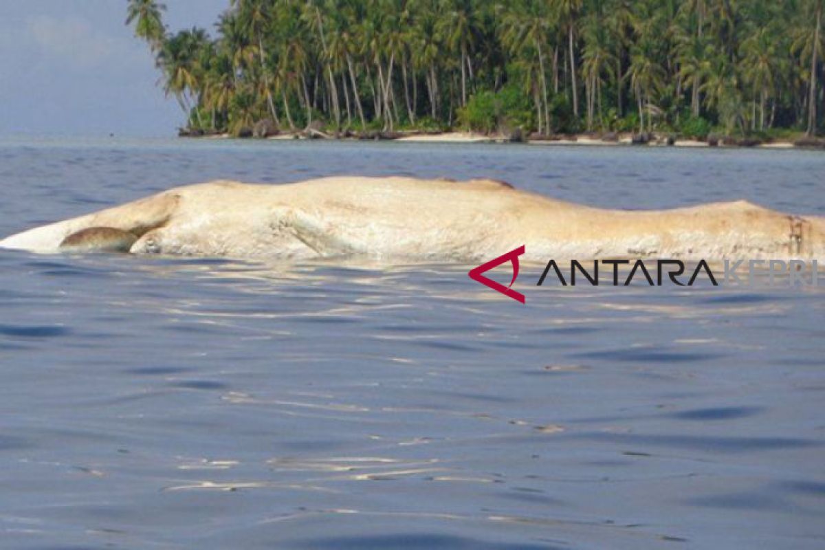 Bangkai ikan paus ditemukan terapung di Pulau Banyak