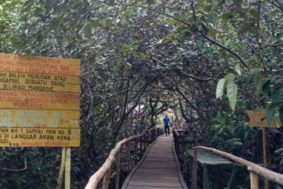 Pelopor Dibalik Indahnya Rumah Alam Bakau Siak