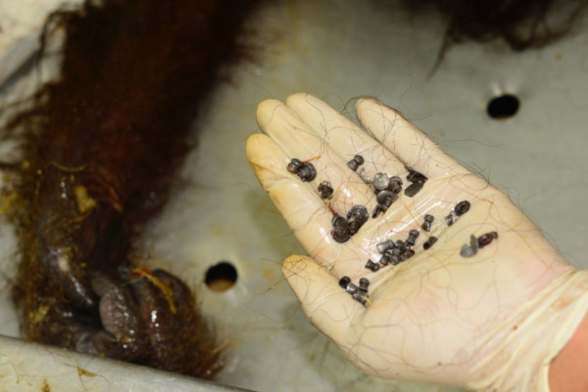 48  butir perluru dikeluarkan dari tubuh orangutan mati