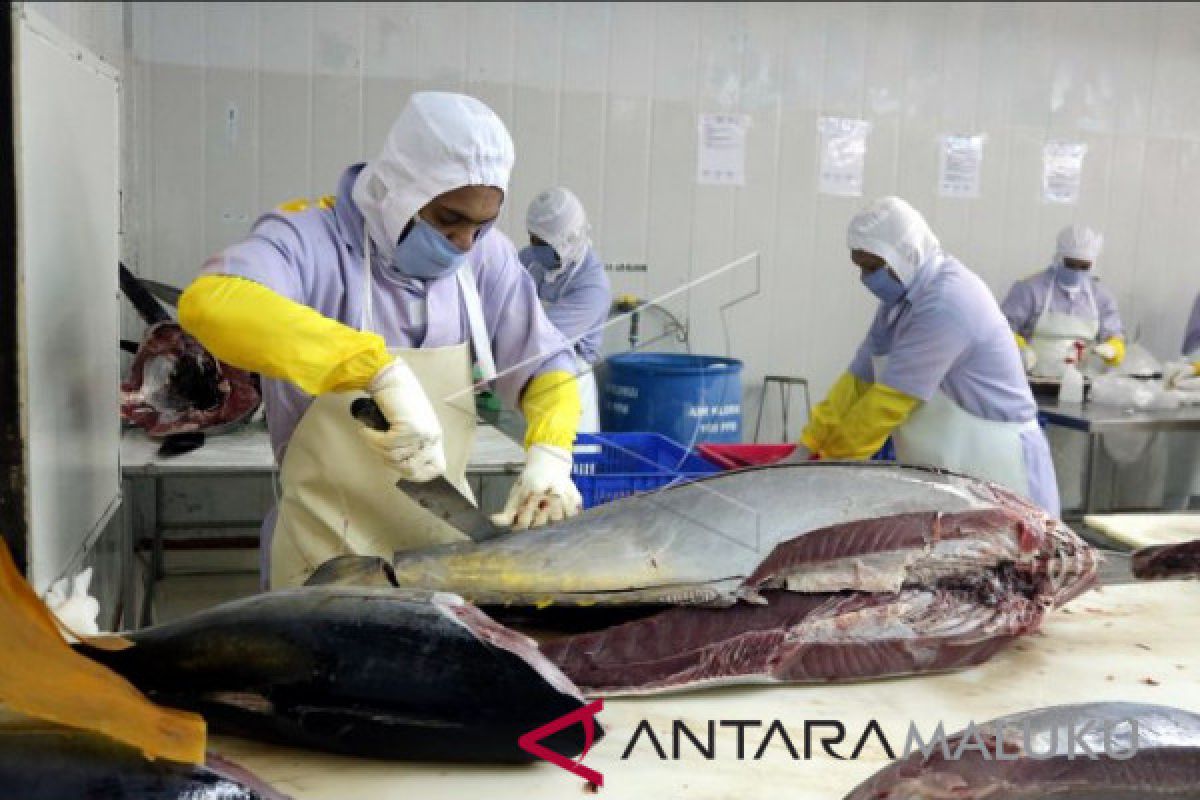 Maluku exports 6.4 tons of fresh tuna to Japan