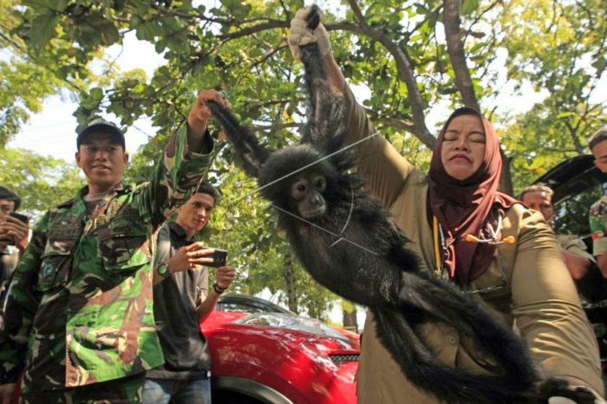 BKSDA Aceh lepas liarkan orang utan ke cagar alam Jantho