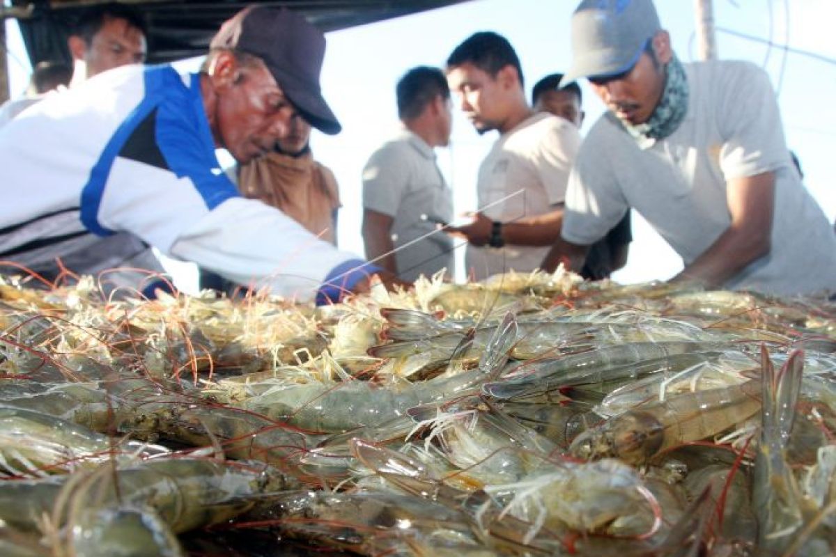 Petambak Aceh Barat panen udang vaname