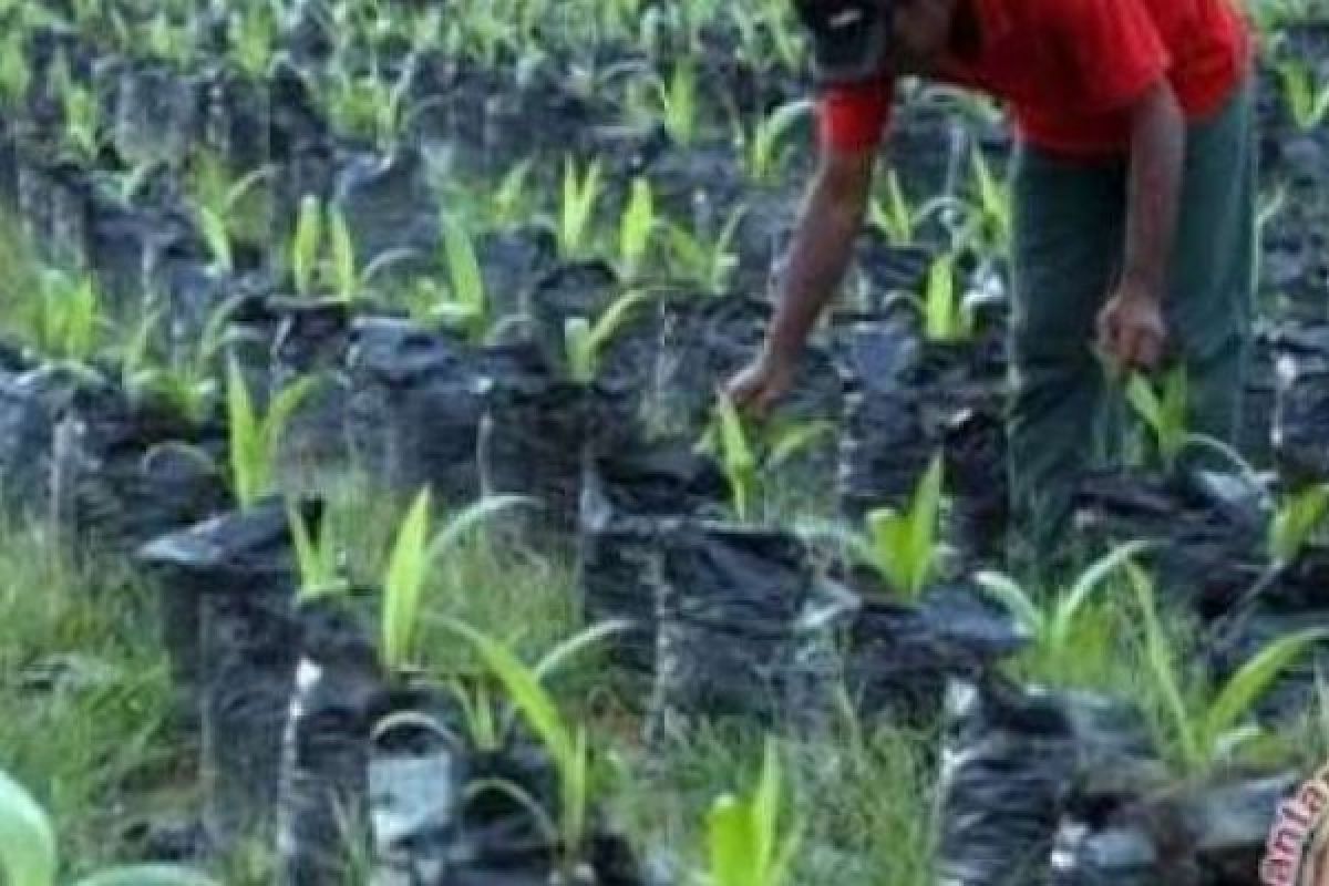 Petani Kuansing Akan Terima Ratusan Ribu Bibit Sawit Unggulan