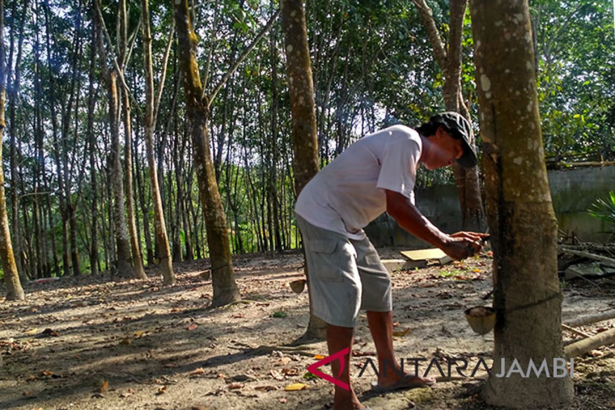 Ribuan hektare perkebunan karet terserang hama