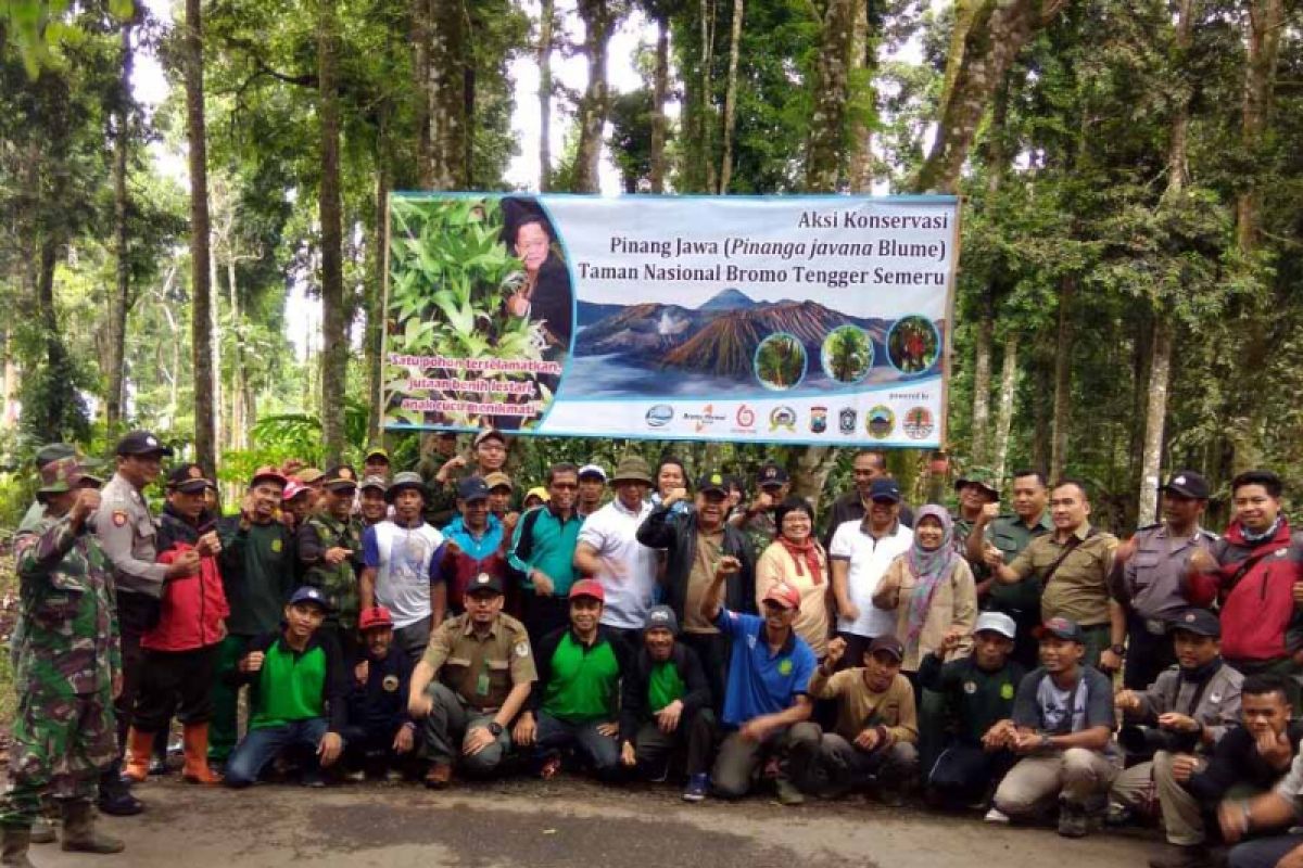 Begini Cara TNBTS Konservasi Pinang Jawa yang Nyaris Punah