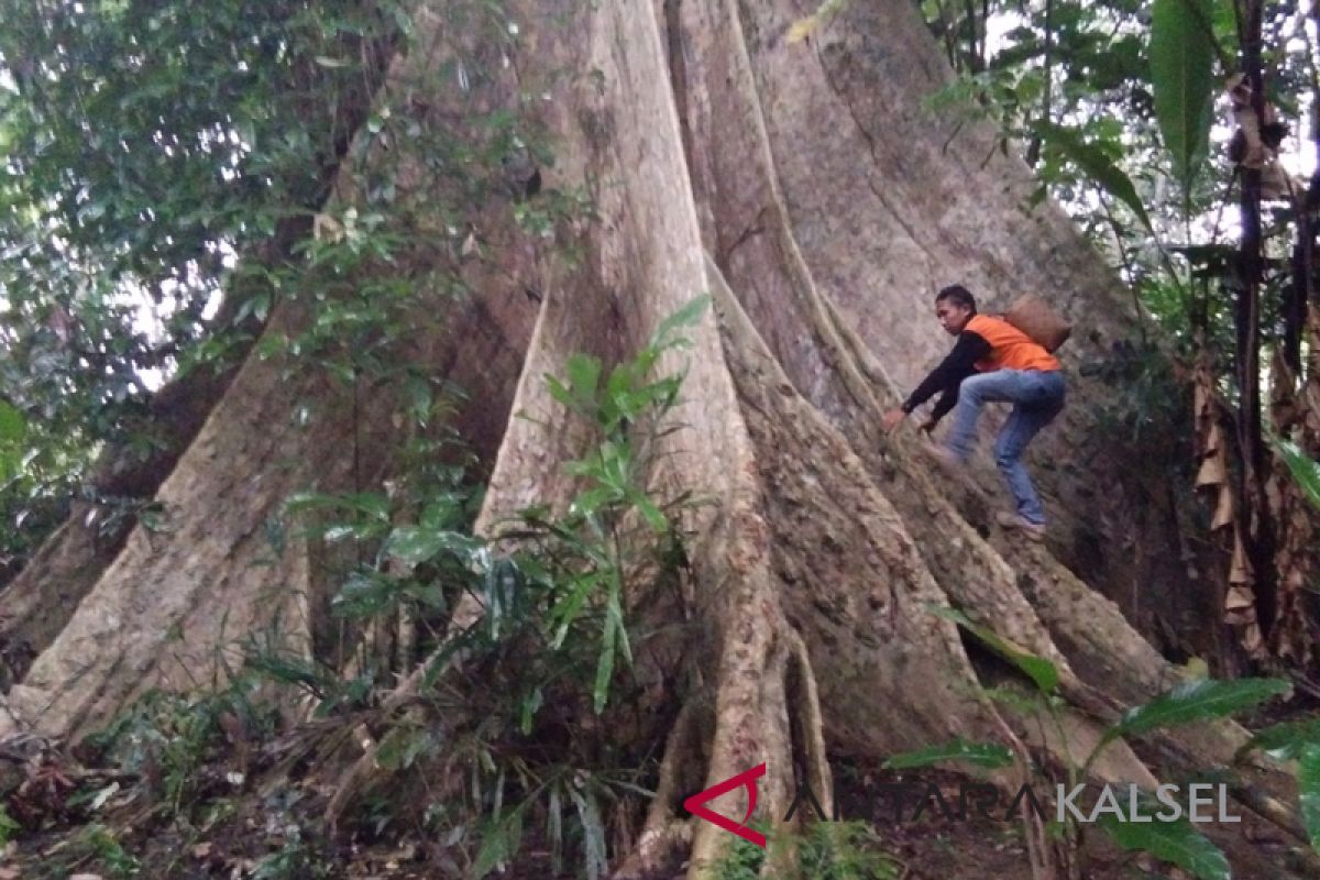 Balangan Environmentalits Find Very Large Tree