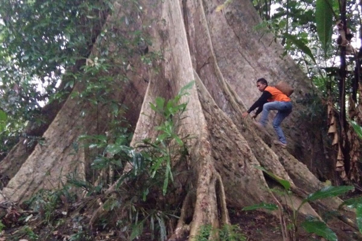 Ditemukan pohon langka, perlu tangan 8 orang untuk ukur diameternya