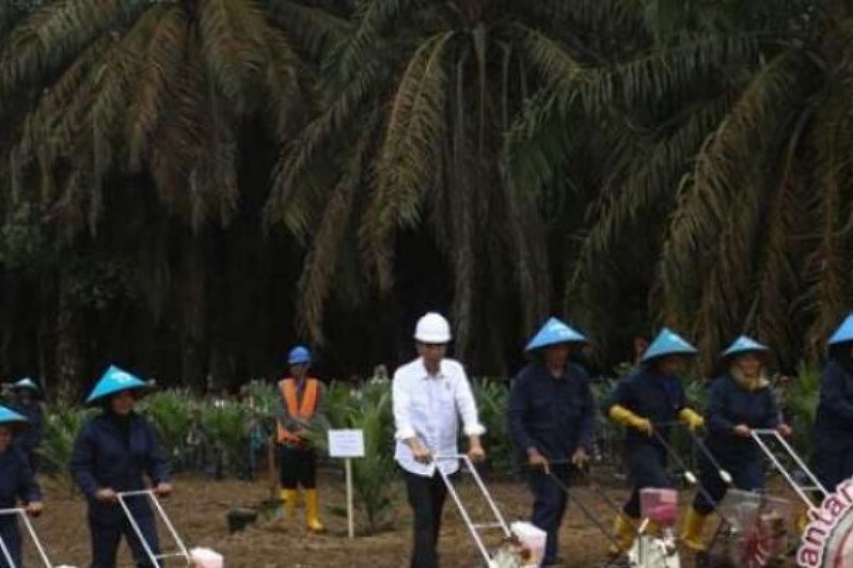 Replanting Sawit Perdana di Siak Seluas 109 Hektare, Satu Hektarenya Didanai Rp25 Juta