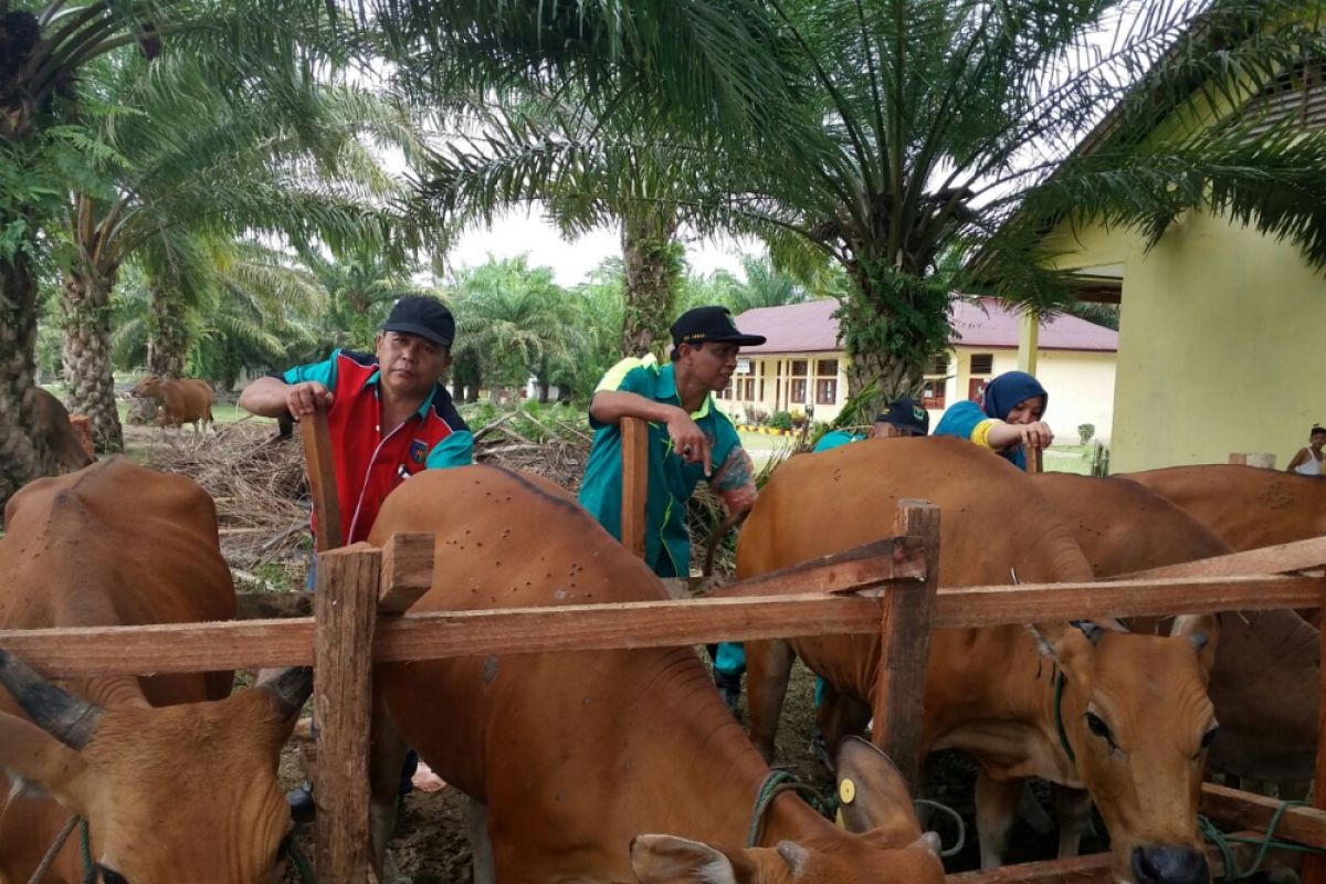 Pemkab ditargetkan IB 11.040 sapi betina tahun ini