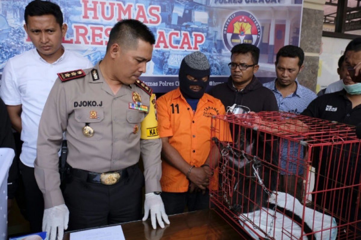 Pedagang lutung dan kukang ditangkap di Cilacap