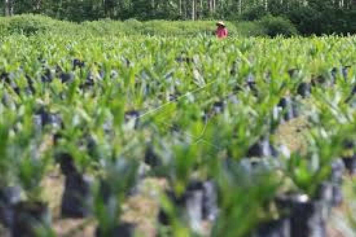 400 hektare hutan mangrove jadi sawit