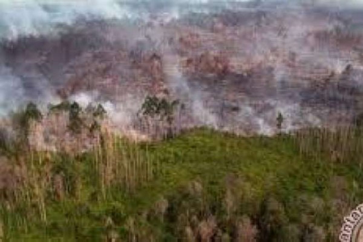Sudah 100 Hektare Lahan Terbakar di Meranti, Hingga Kini Api Belum Bisa Dikendalikan, Kendalanya...