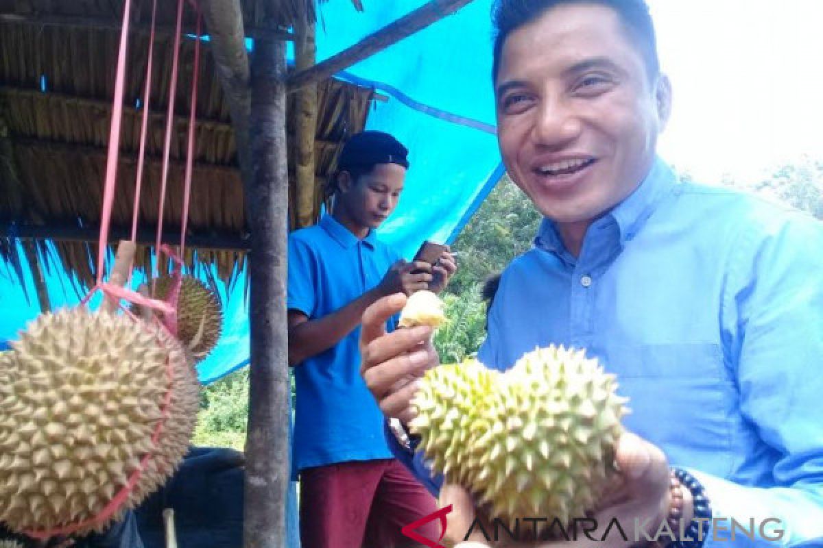 Wabup Kotim: buah lokal jangan tersisih sawit