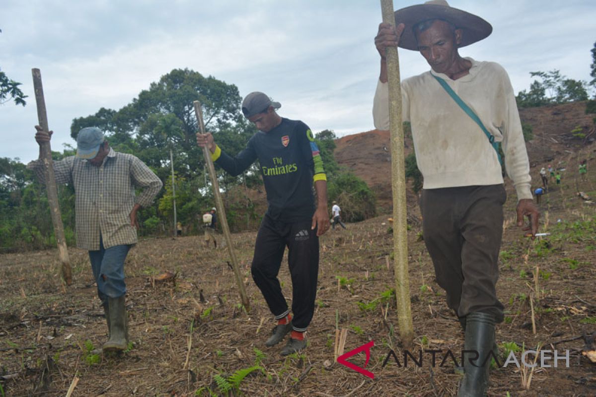 Petani Abdya tanam jagung di lahan pegunungan