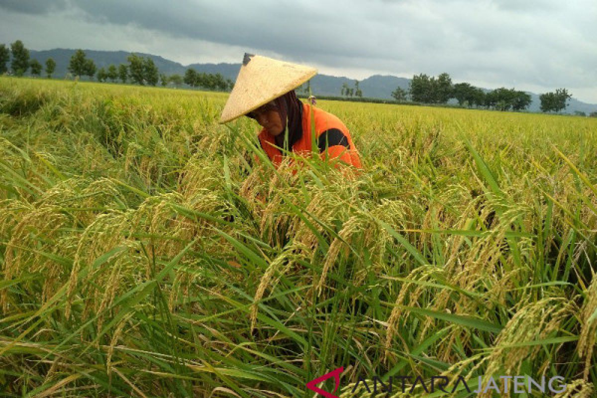 Tahan hama, petani Pati beralih tanam benih padi inpari