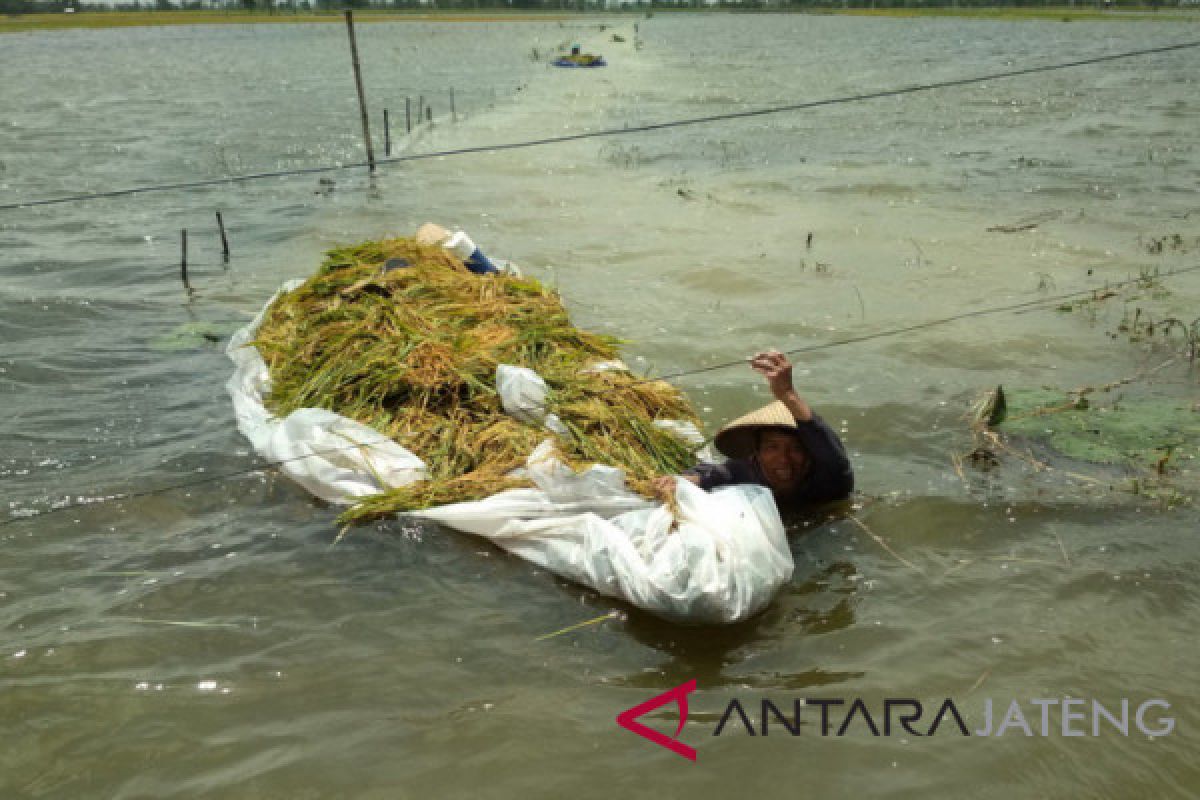 Tanaman padi seluas 139 hektare di Kudus puso