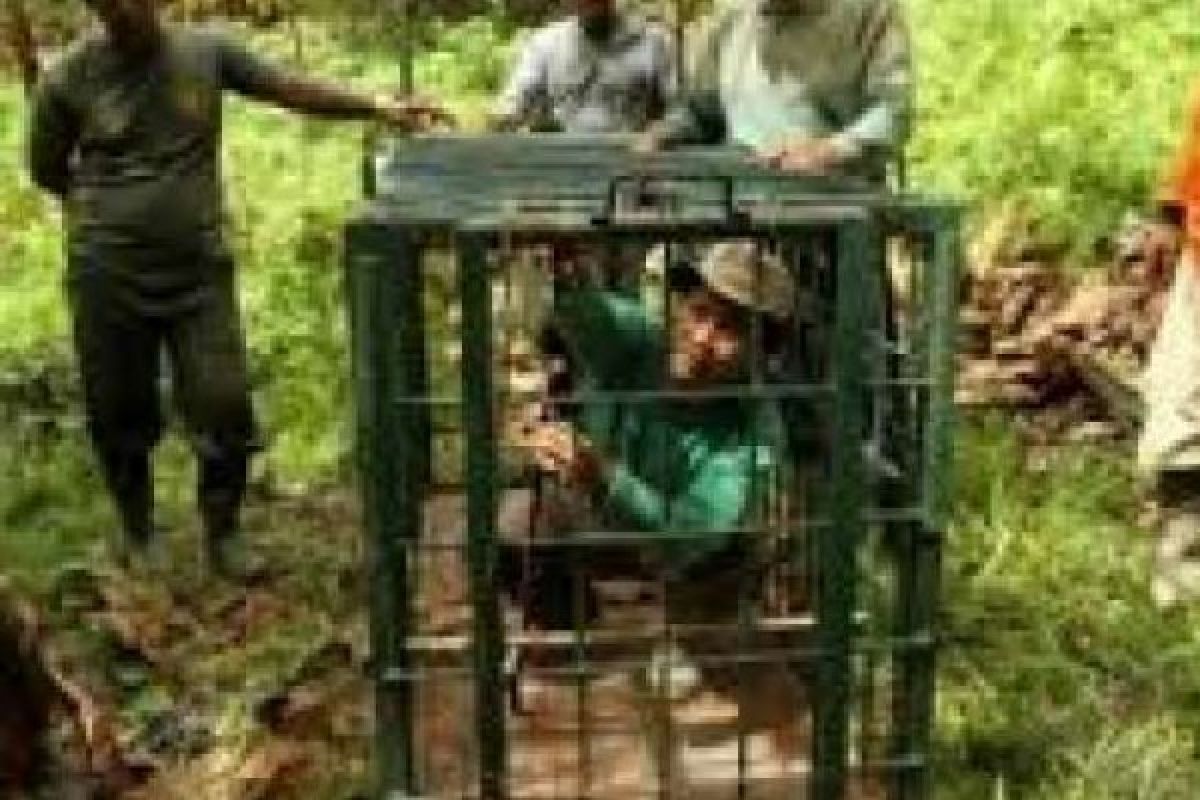 Tangkap Harimau, BBKSDA Riau Gunakan Perangkap dengan Umpan Kambing dan Babi Hutan, Hasilnya?