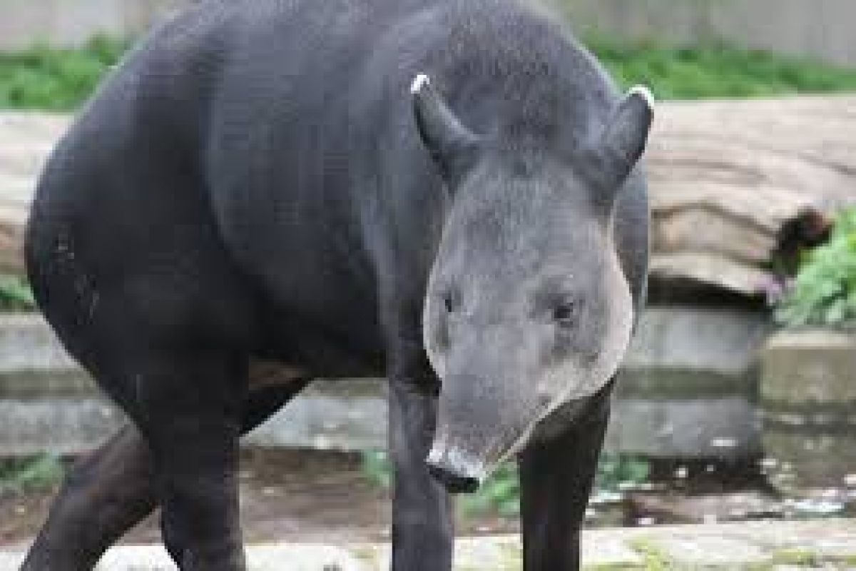 Tapir mati setelah terjebak dalam sumur