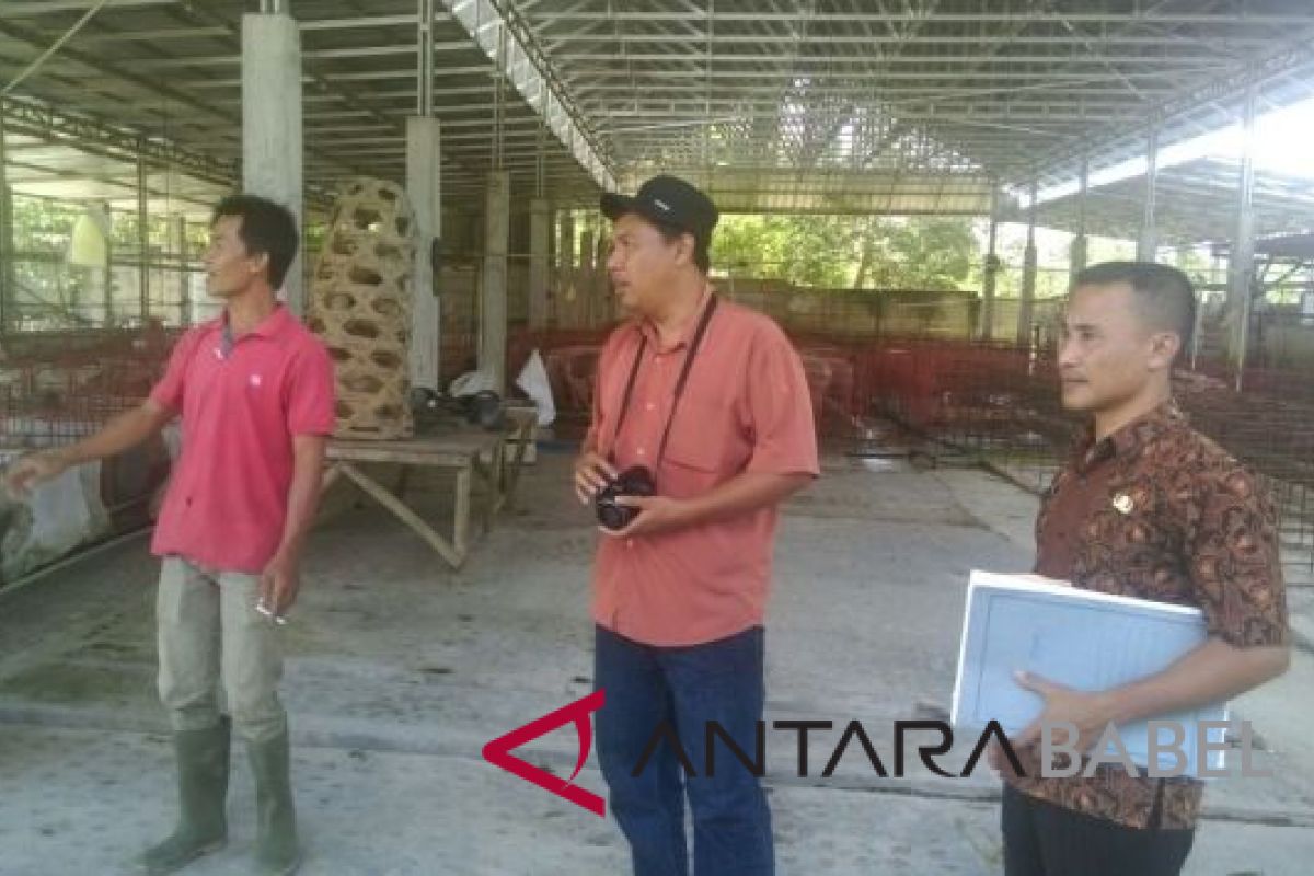 Satpol PP Kabupaten Bangka cek peternakan babi