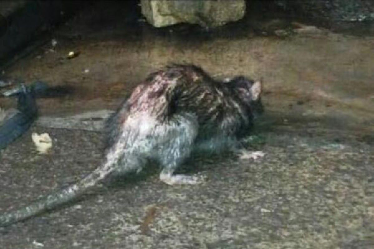 Peneliti IPB: tikus got dan tikus rumah menjadi perantara penyakit kecacingan