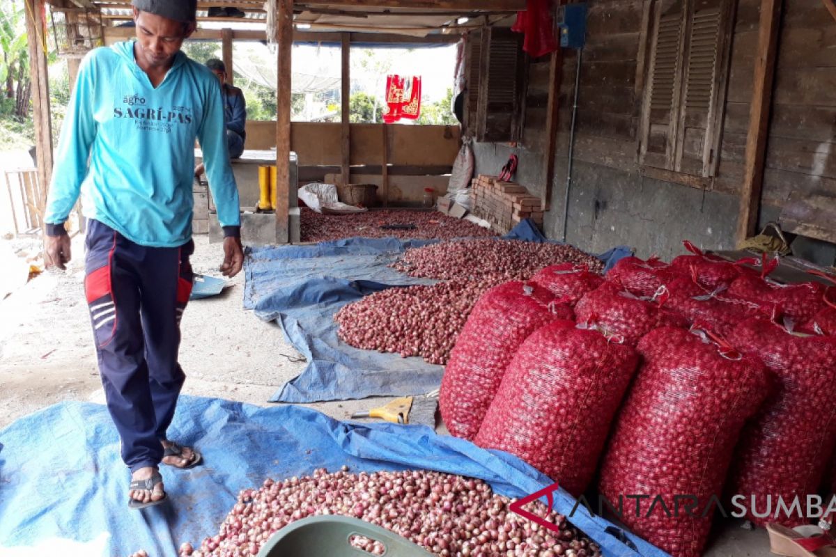 Menjadi sentra bawang merah Sumatera, ini target produksi Sumbar