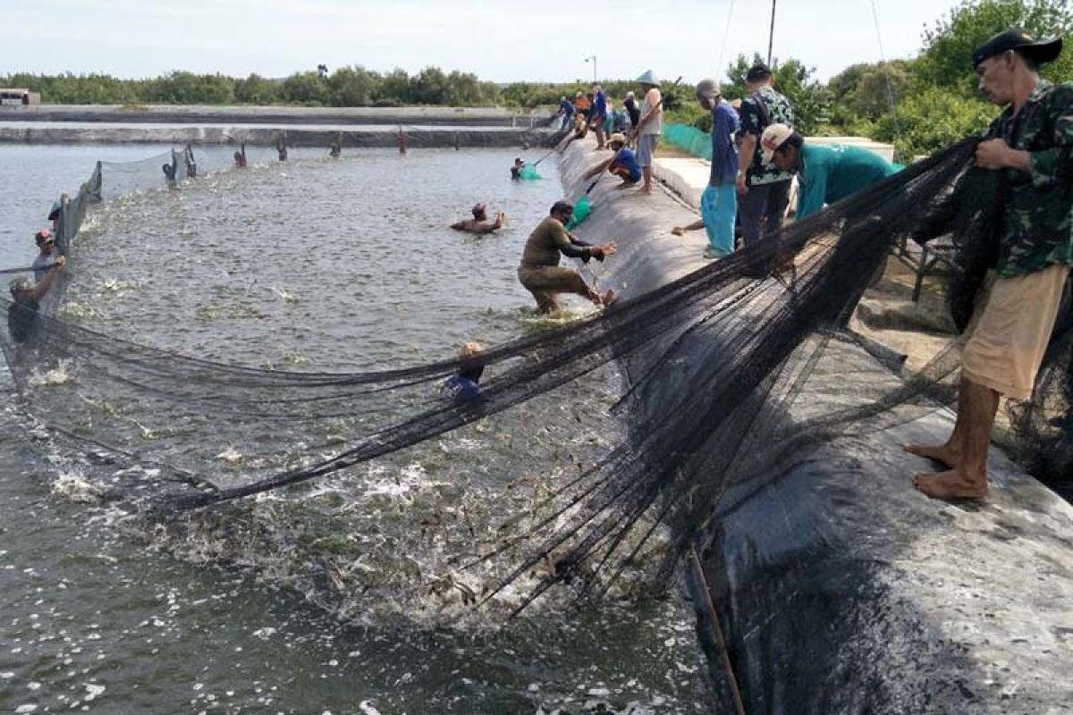 Produksi perikanan budi daya Cilacap capai 9.846 ton