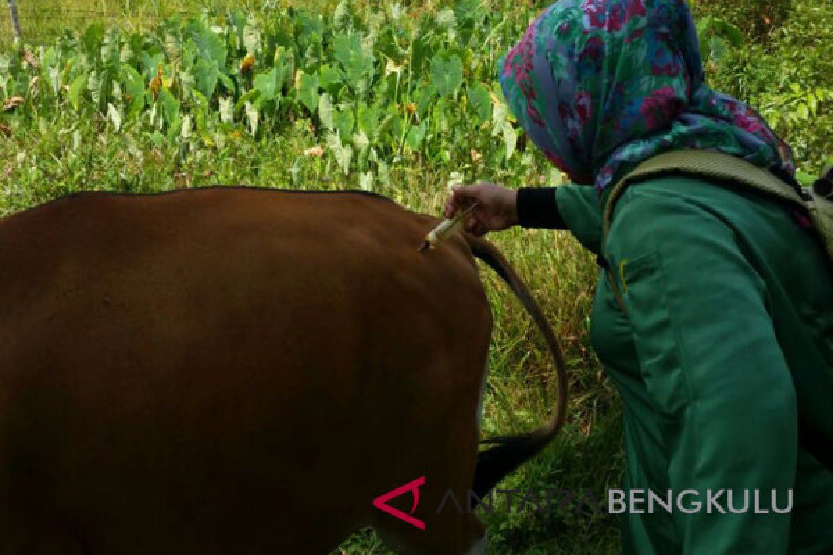 50 sapi di Mukomuko mati akibat jembrana