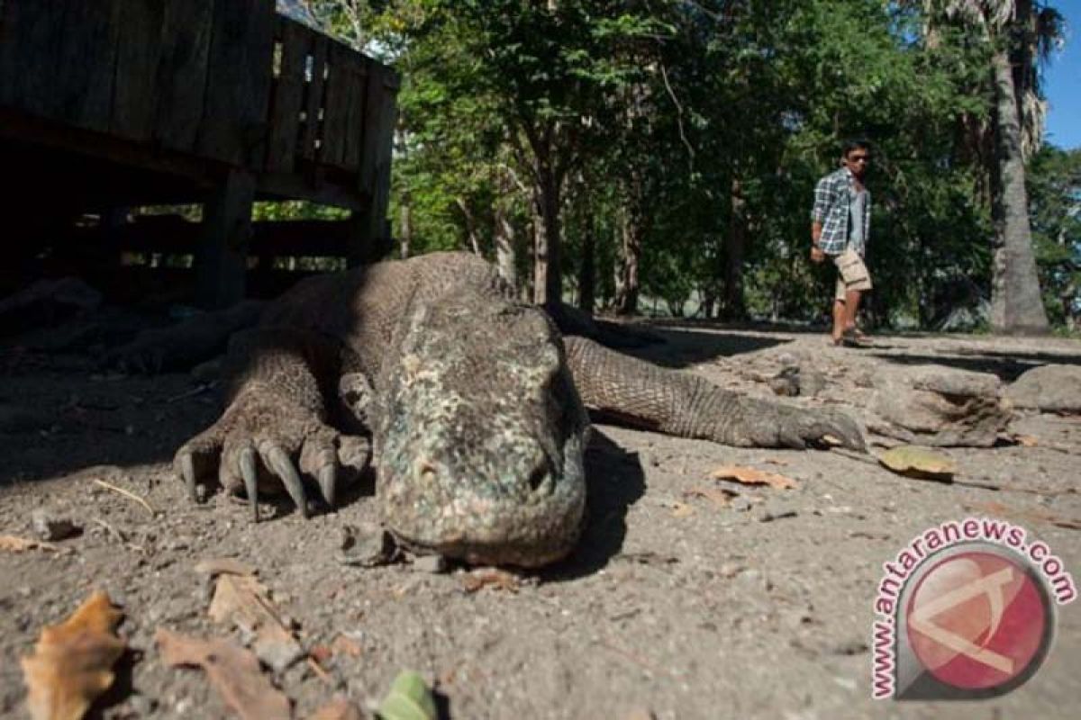 TNK : Angin kencang landa Kawasan wisata Komodo