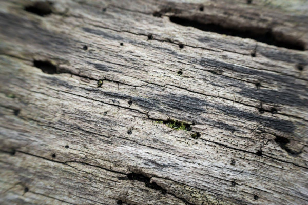 Kumbang kulit kayu bikin ilmuwan khawatir