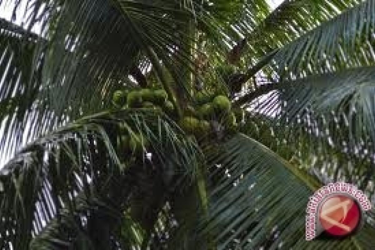 Distanbun Dorong Petani Tingkatkan Produksi Kelapa Dalam