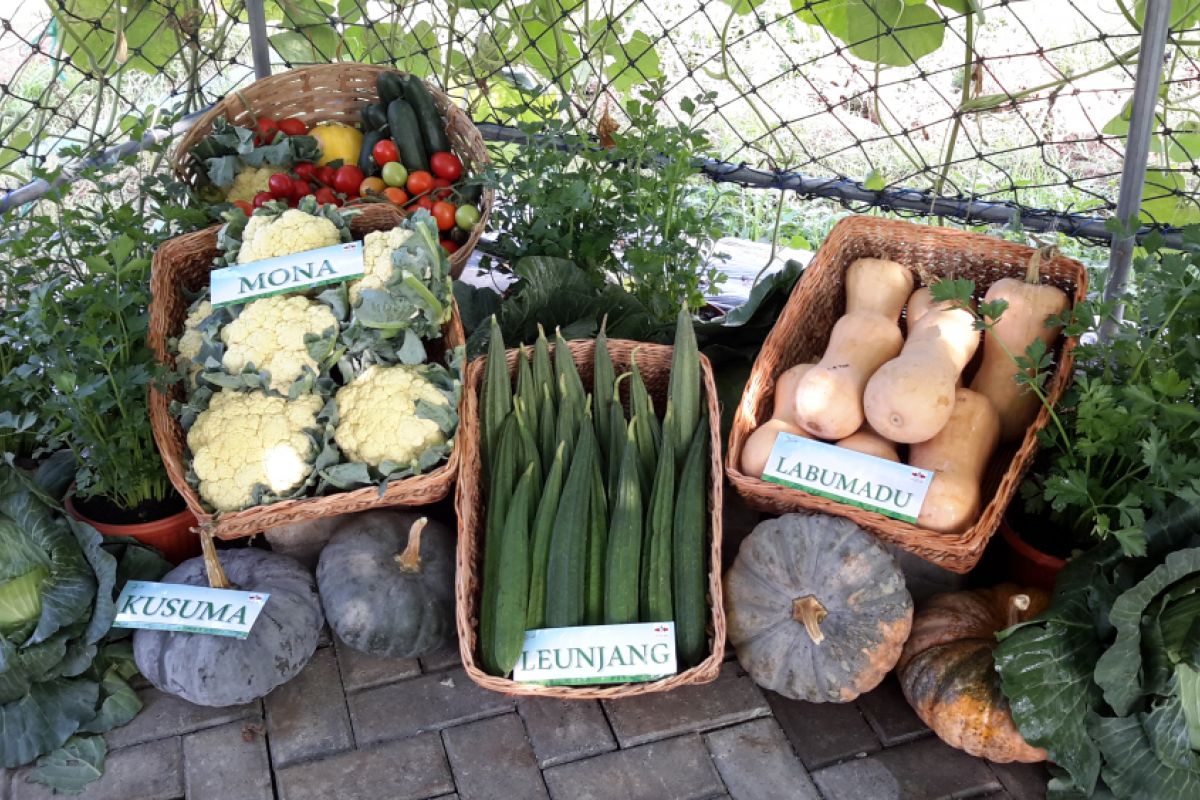 Petani Lebak Budi Daya Buah Labu Kuning